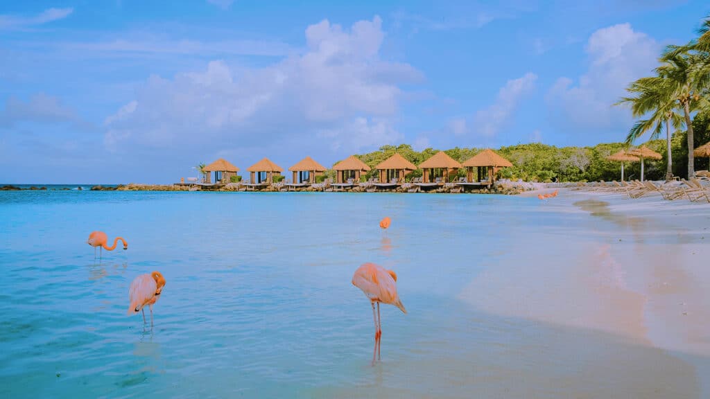 Aruba Beach With Pink Flamingos At The Beach, Flamingo At The Be